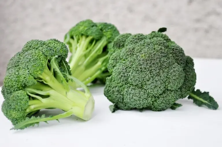 raw broccoli close up with fresh vegetables