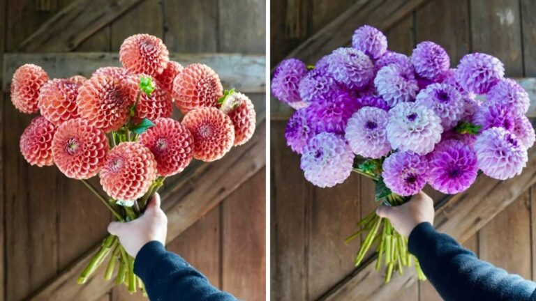 Essig im Blumenwasser: Wie Floristen Ihre Schnittblumen doppelt so lange frisch halten