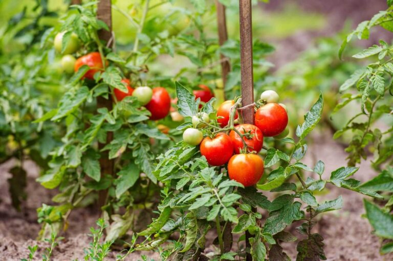 Gärtner gestehen: Der eine Fehler, der Ihre Tomaten zerstört