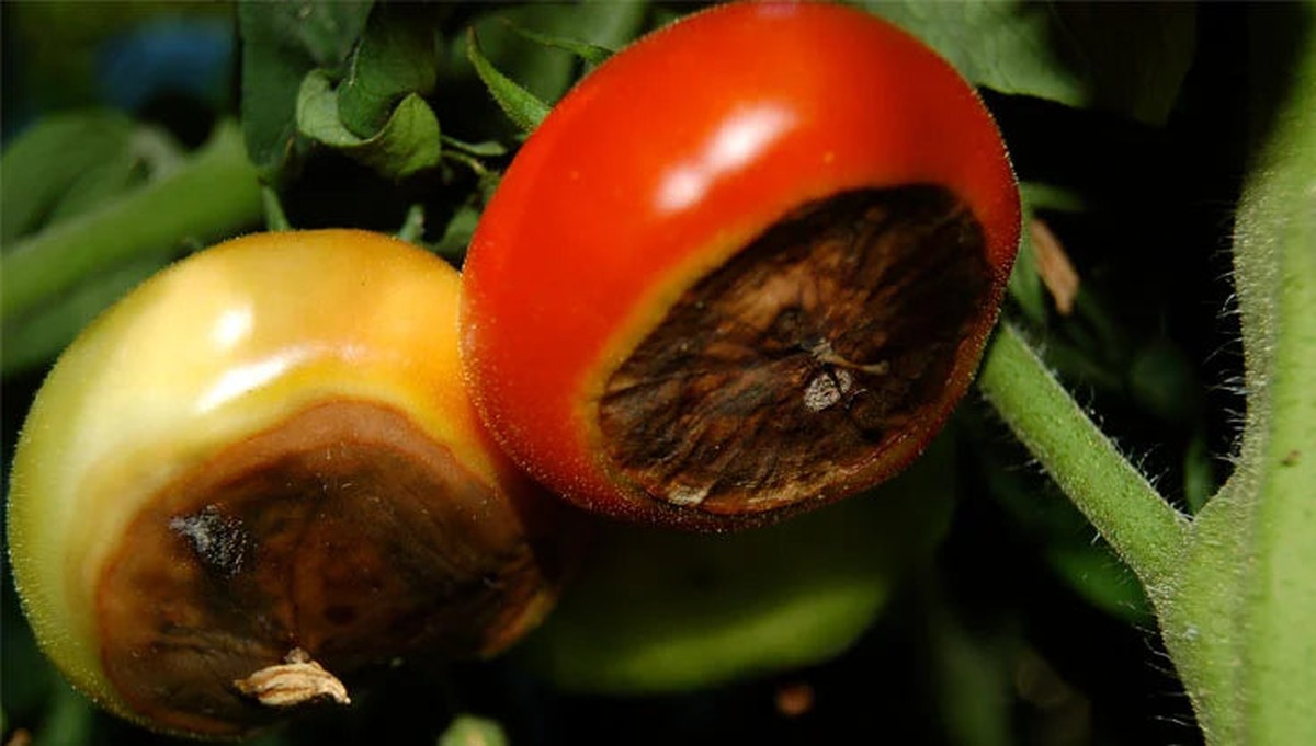 Gärtner gestehen: Der eine Fehler, der Ihre Tomaten zerstört - image 2