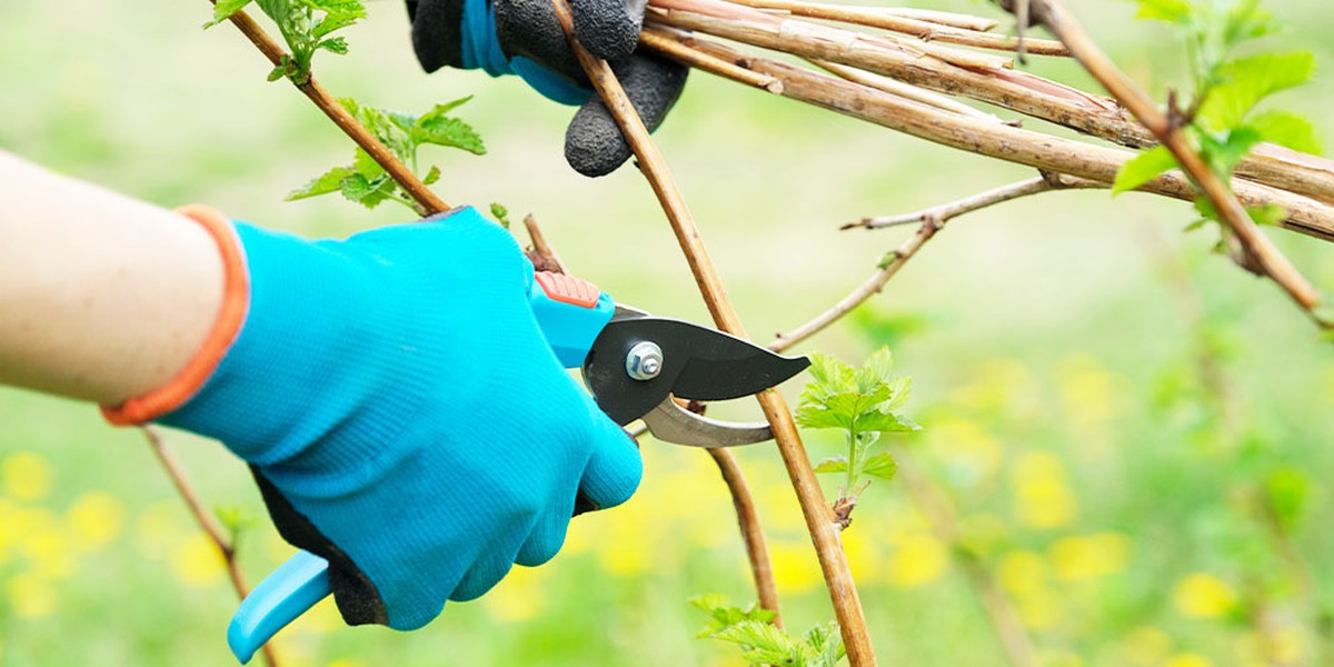 Gärtner verraten: Warum Sie im März schneiden, nicht im Herbst - image 1
