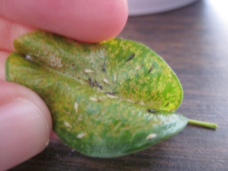 Gärtner warnen: Diese Pflanze zieht Ungeziefer ins ganze Haus