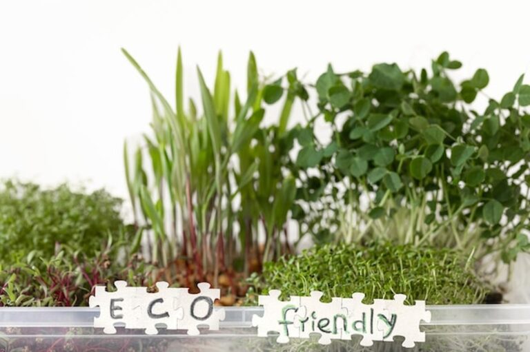 Microgreens auf der Fensterbank: Das Trend-Gemüse 2025