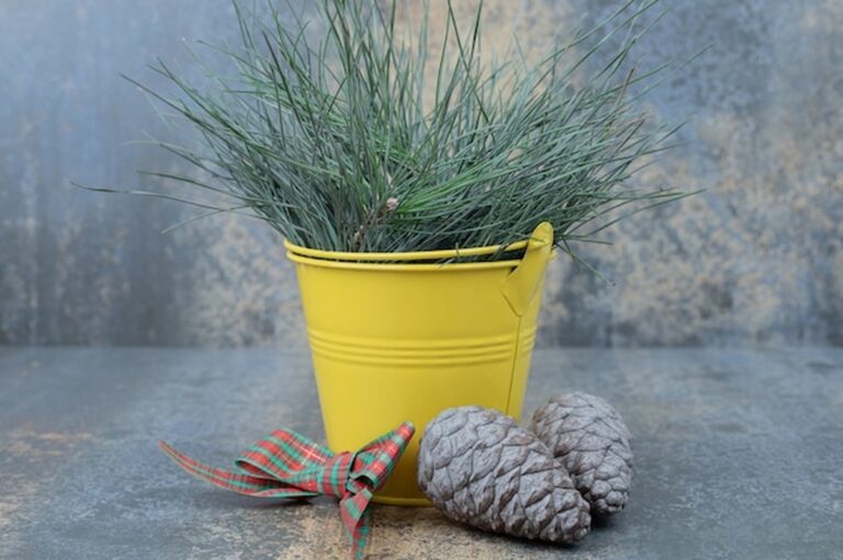 Warum Ihre Zimmerpflanzen im Winter eingehen – und wie Sie sie retten