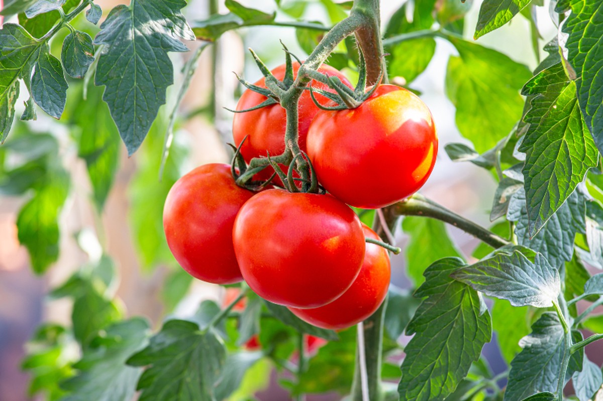 Was Gärtner Ihnen über Tomatenpflanzen verschweigen