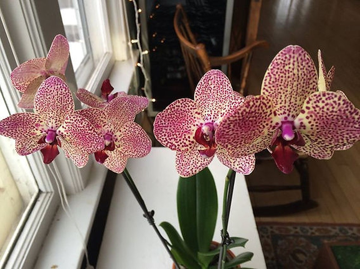 Was Gärtner wirklich über Orchideen wissen (und nicht verraten) - image 1