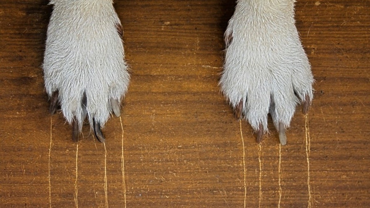 Zahnpasta auf Kratzer im Holz? Der Trick, den Möbelhersteller nicht verraten - image 2