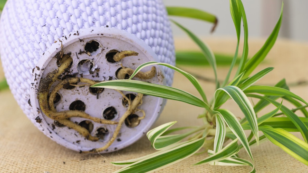 Zeitungspapier unter die Zimmerpflanze: Der alte Gärtnertrick gegen Staunässe