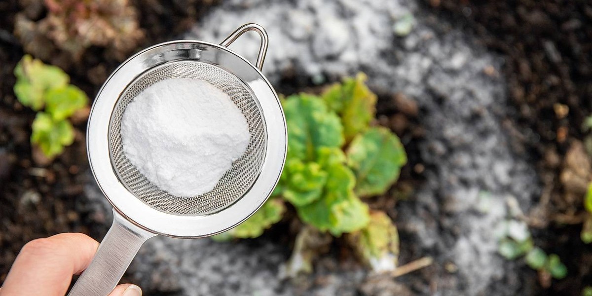 Backpulver unterm Bett: Der alte Trick gegen Hausstaubmilben - image 2