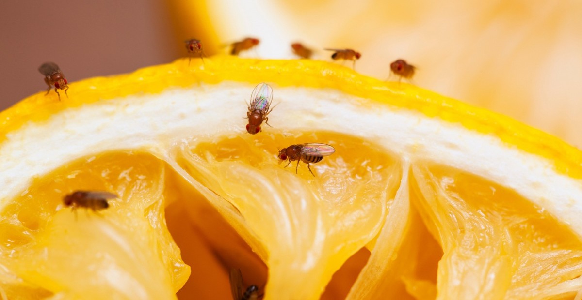 Bananenschalen auf der Fensterbank: Das Problem, das niemand erwartet - image 1