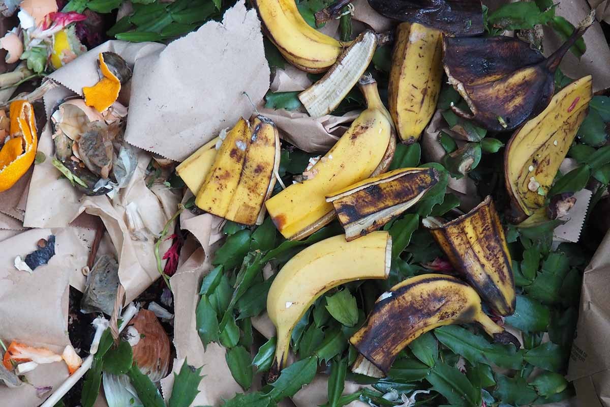 Bananenschalen auf der Fensterbank: Das Problem, das niemand erwartet - image 2