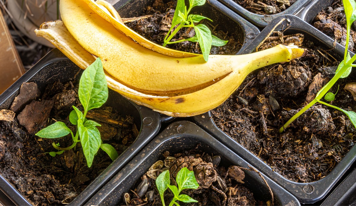 Bananenschalen für den Garten: Pflanzen werden damit 40% üppiger