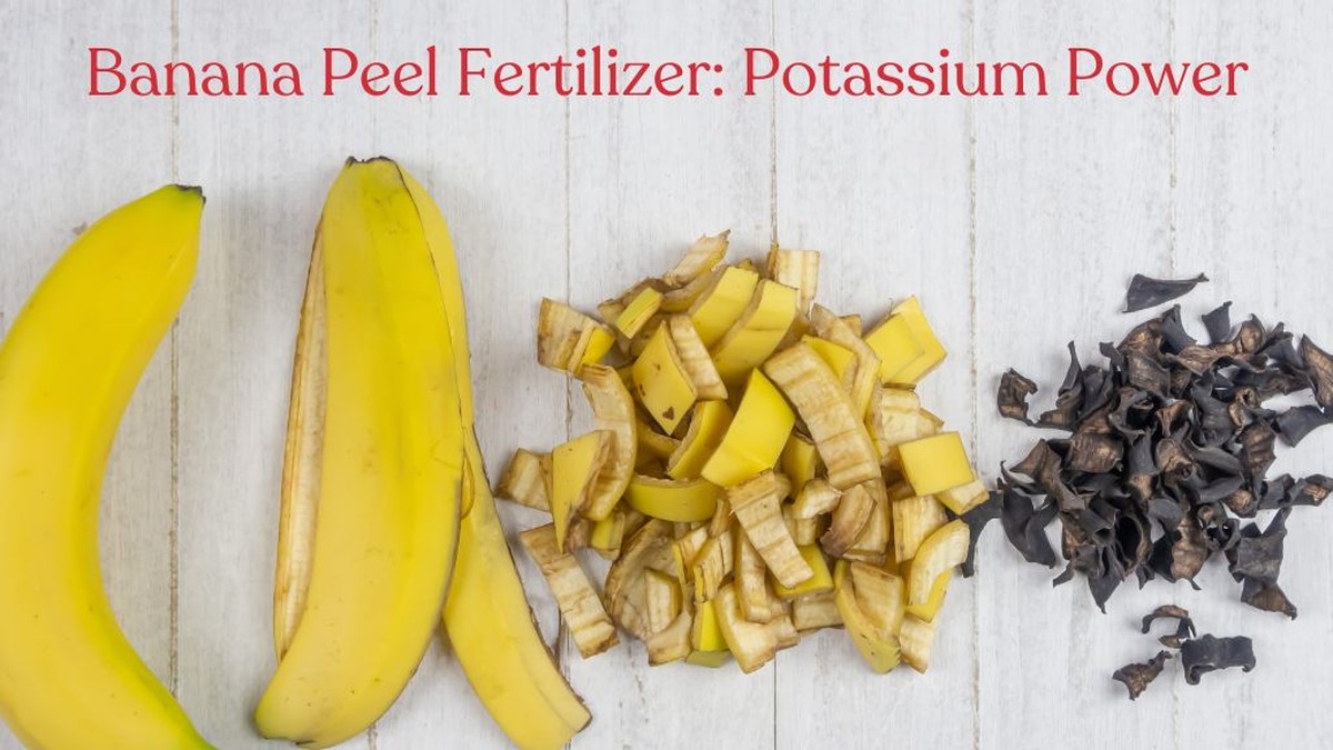 Bananenschalen für den Garten: Pflanzen werden damit 40% üppiger - image 1