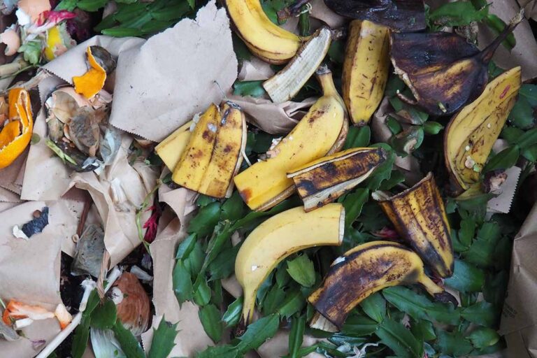 Bananenschalen in der Blumenerde: Was Gärtner damit bezwecken