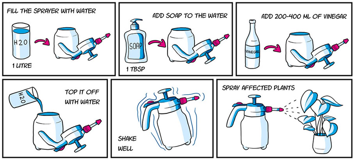 Essig im Blumensprüher: Warum Gärtner damit Pilze besiegen