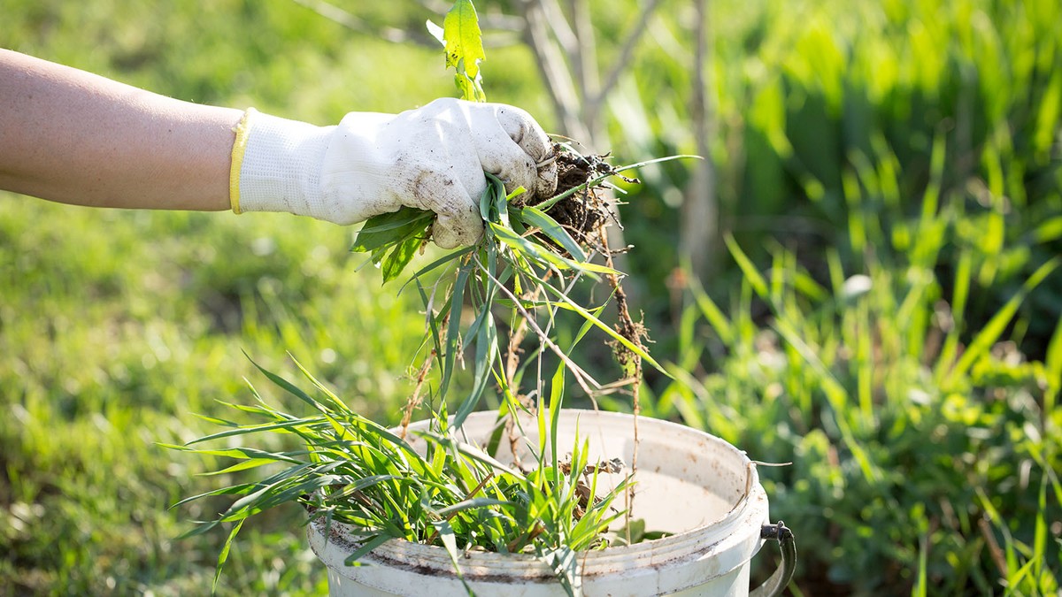Essig und Salz gegen Unkraut: Die 10-Euro-Alternative zu Chemikalien - image 2