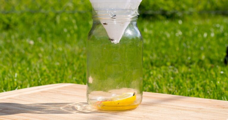 Essig und Zucker im Fensterrahmen – Das unerwartete Ungeziefer-Gegenmittel