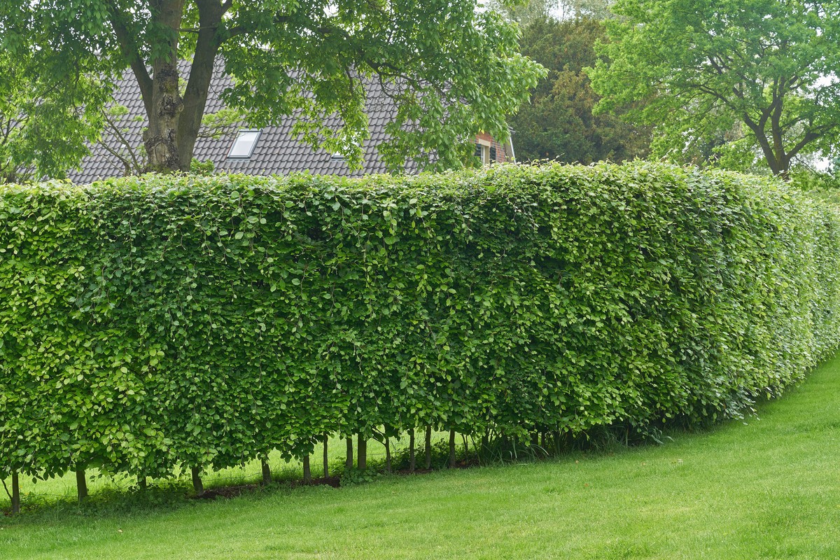 Gartenarchitekten verraten: Warum Sie Ihre Hecke im März nicht schneiden sollten - image 2