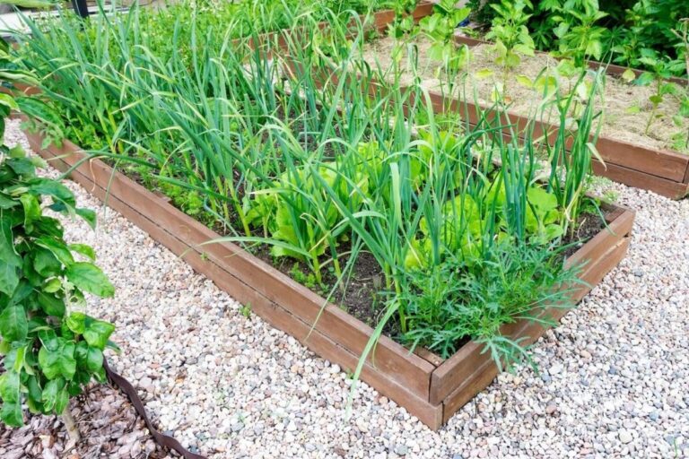 Gärtner verraten: Warum Sie Knoblauch zwischen Ihre Tomaten pflanzen