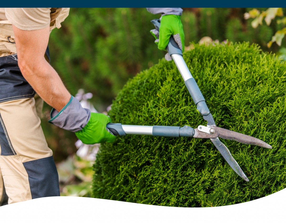 Gärtner verraten: Warum Sie niemals im Frühjahr schneiden sollten