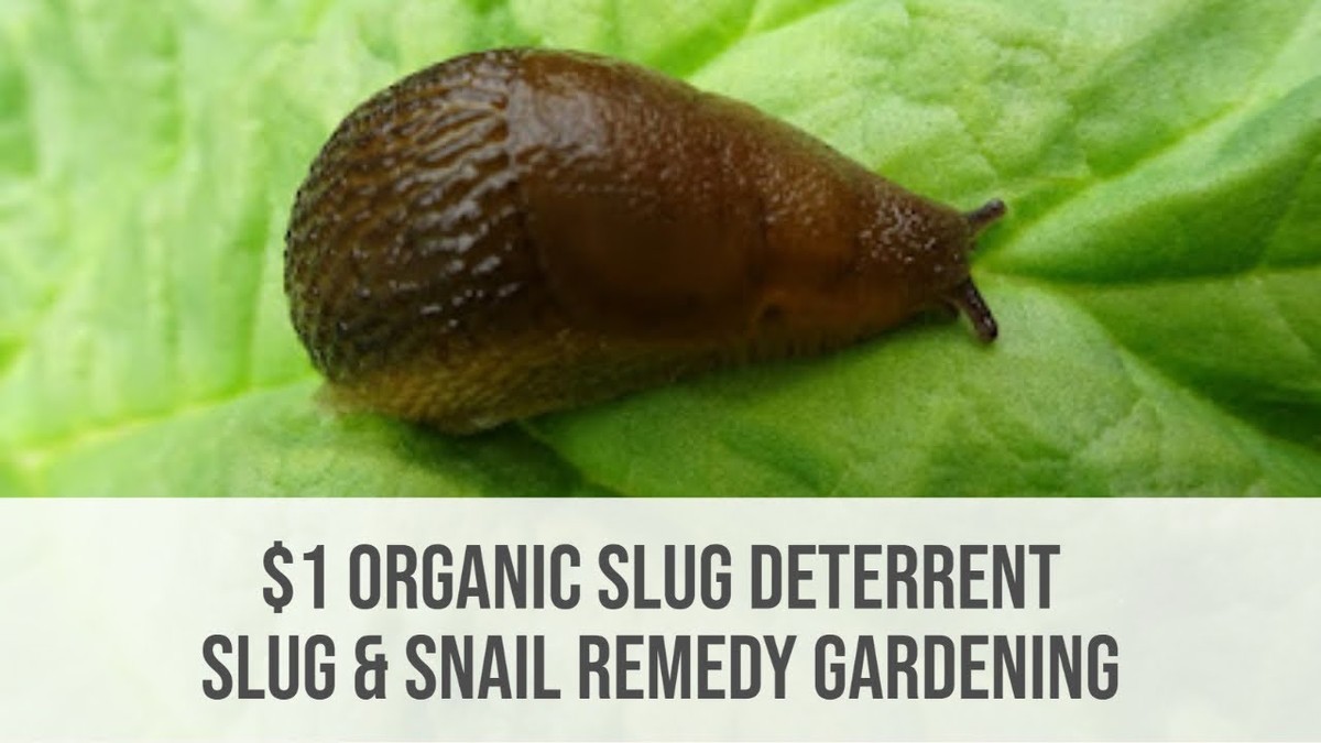 Gärtner verraten: Das eine Kraut, das Schnecken garantiert fernhält - image 1