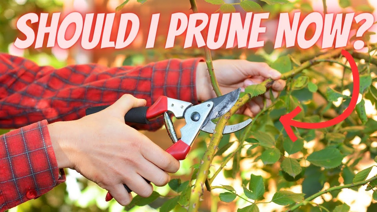 Gärtner verraten: Warum Sie niemals im Frühjahr schneiden sollten - image 1