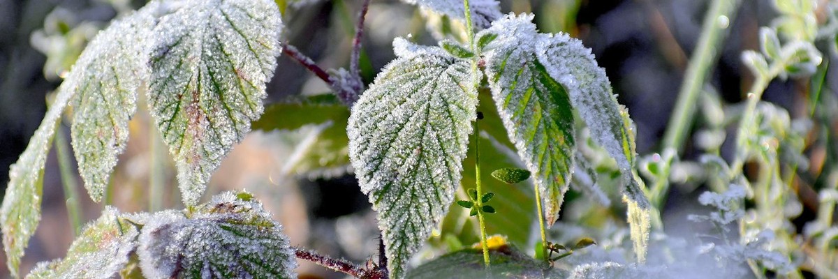 Gärtner verraten: Warum Sie niemals im Frühjahr schneiden sollten - image 2