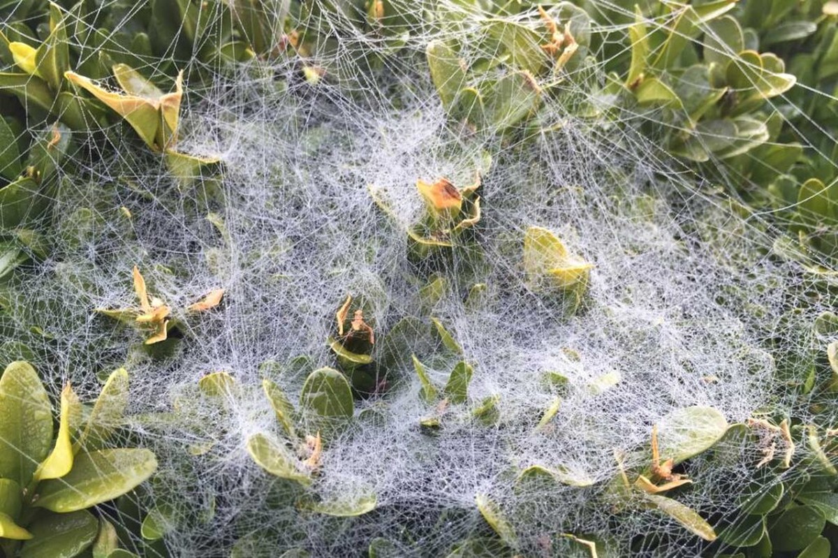 Gärtner warnen: Diese eine Pflanze zieht Schädlinge in jeden Garten