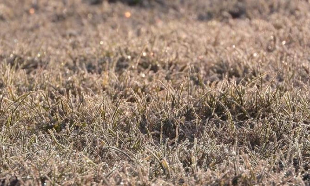 Gärtner warnen: Diese 3 Dinge töten deinen Rasen sofort ab - image 1