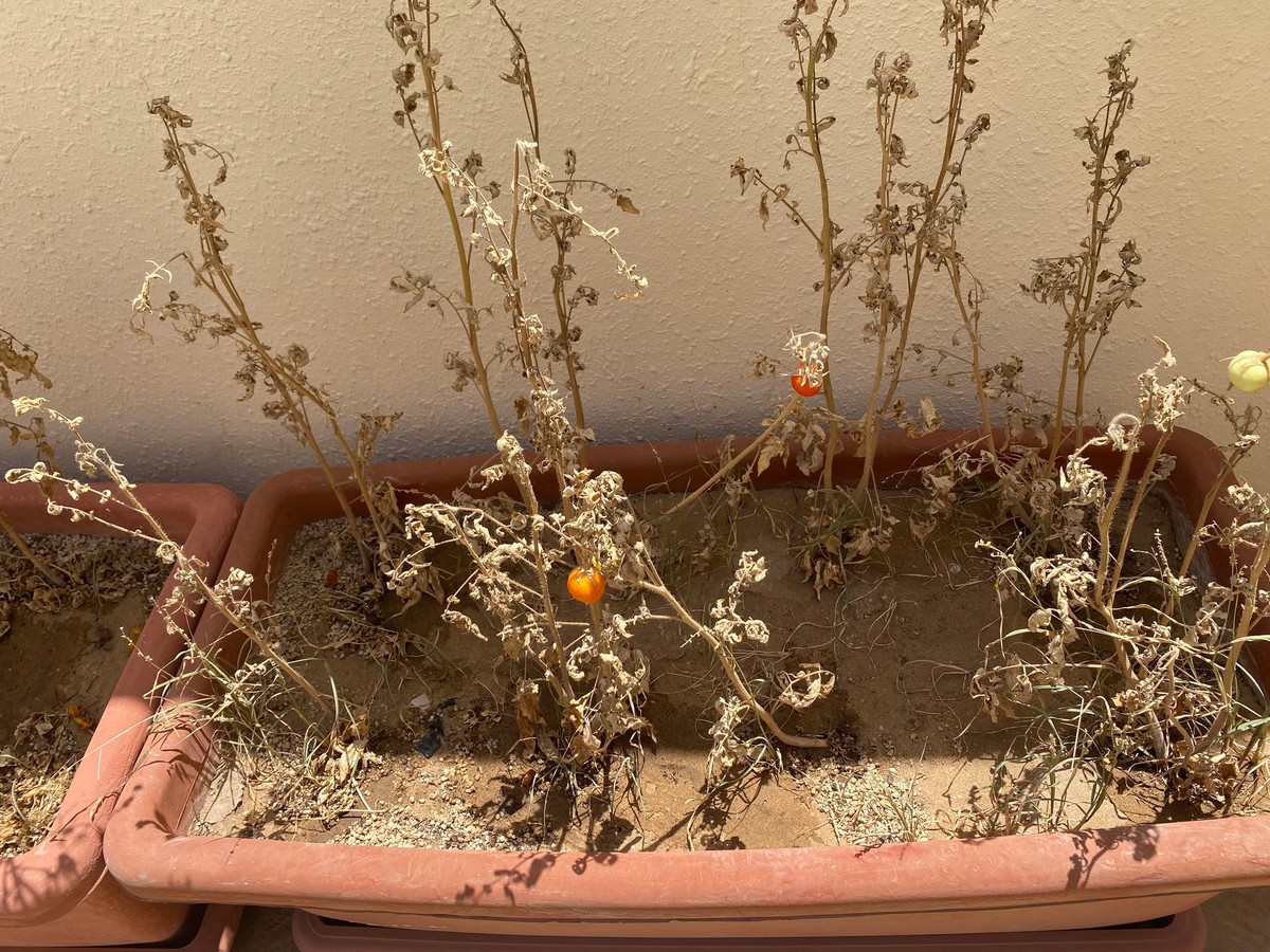 Gärtner warnen: Diese Pflanze sollte niemals neben dem Gemüse stehen - image 2