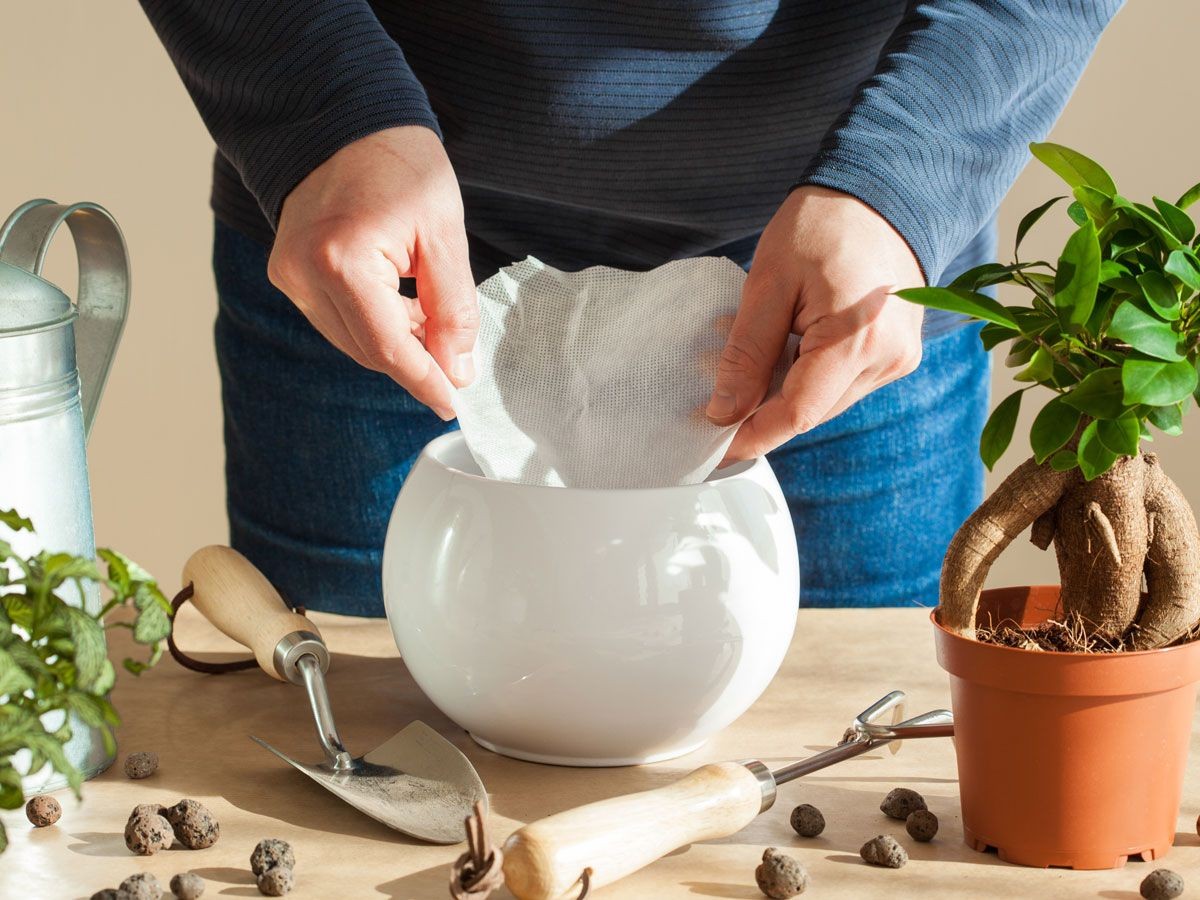 Kaffeefilter statt Küchenrolle: Die Sparidee, die Gärtner lieben