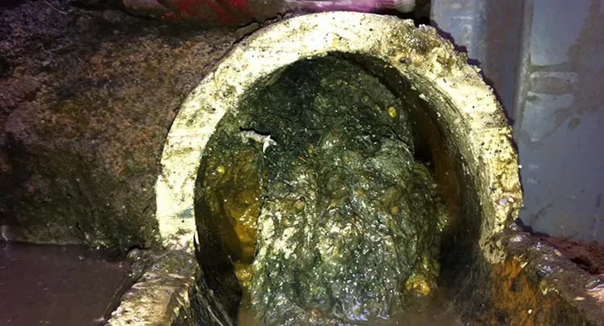 Klempner warnen: Diese drei Dinge gehören niemals in die Toilette - image 2