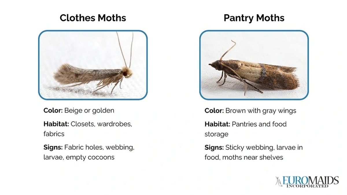 Lorbeerblätter in die Mehlbox: Das jahrhundertealte Geheimnis gegen Ungeziefer - image 1