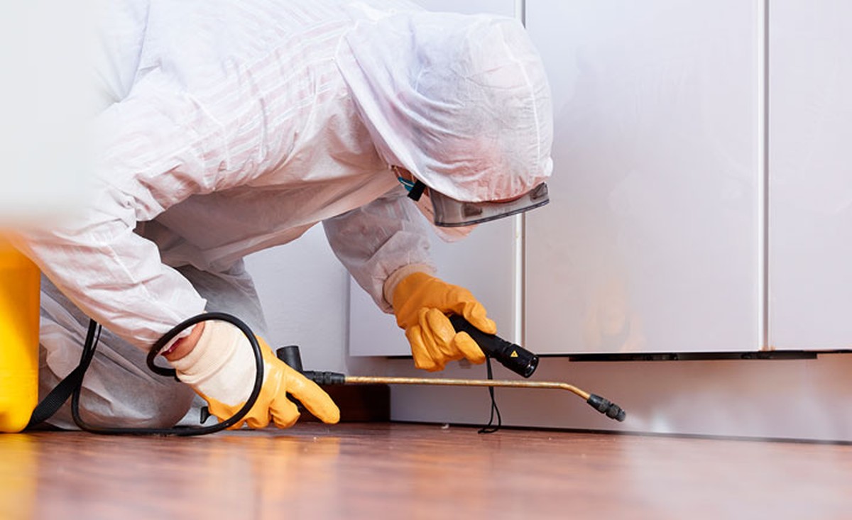 Lorbeerblätter ins Mehl – Das jahrhundertealte Geheimnis gegen Ungeziefer - image 2