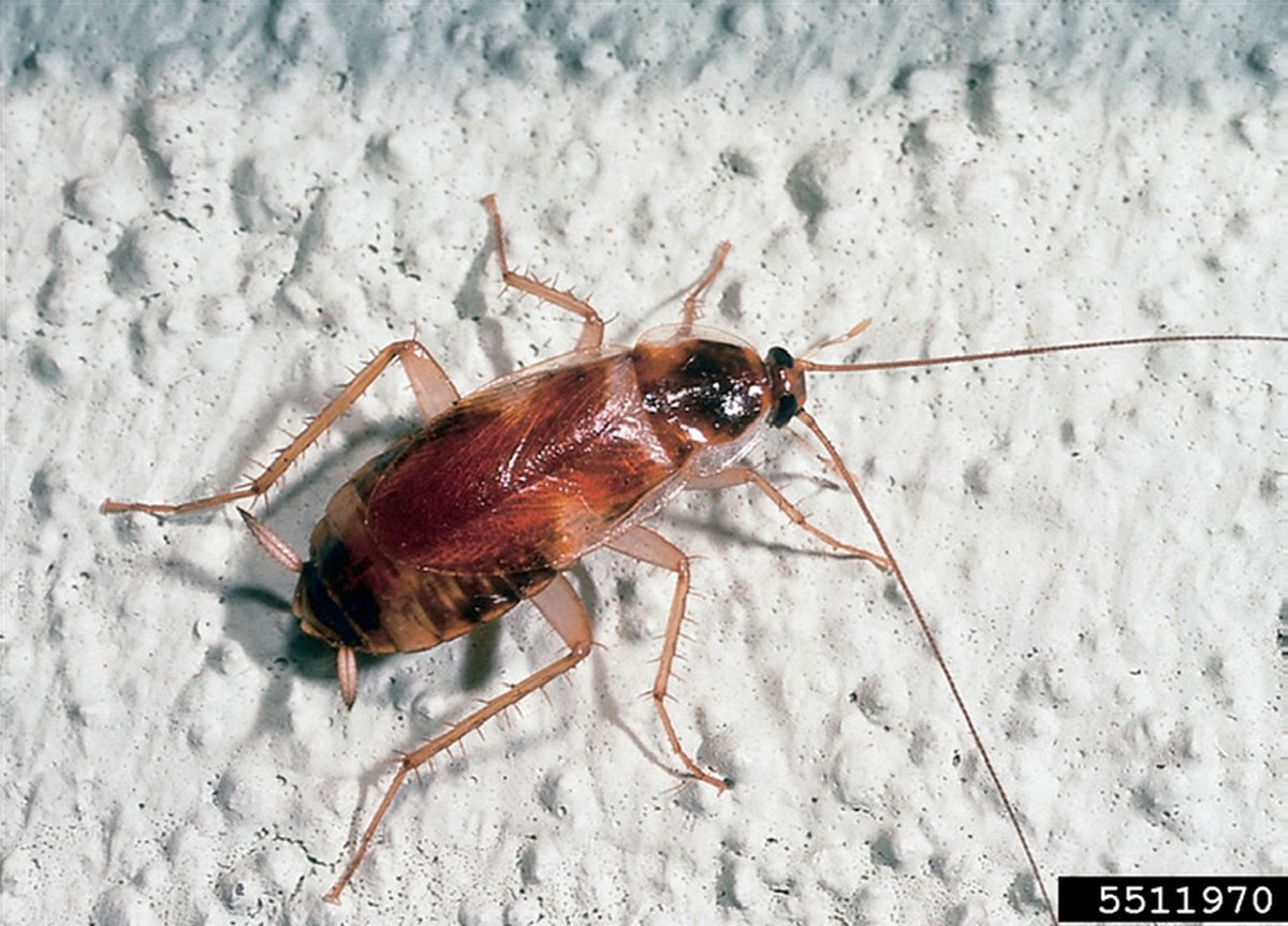 Lorbeerblatt im Mehl: Das 100 Jahre alte Geheimnis gegen Lebensmittelmotten - image 2