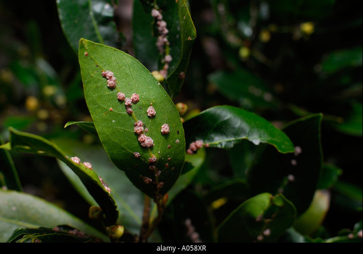 Lorbeerblatt ins Mehl: Der 100 Jahre alte Trick gegen Schädlinge - image 2
