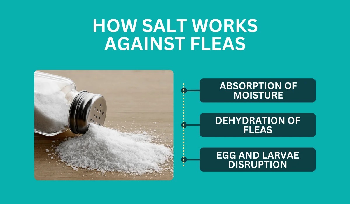 Salzwasser auf Flöhe im Bett? Der Trick, den Kammerjäger empfehlen - image 2