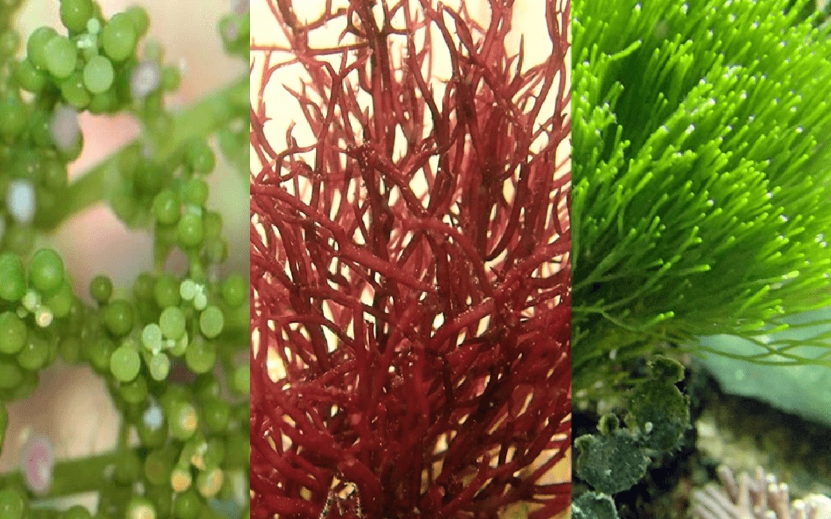 Salzwasser in die Pflanzkübel: Warum Gärtner das vor dem Winter tun