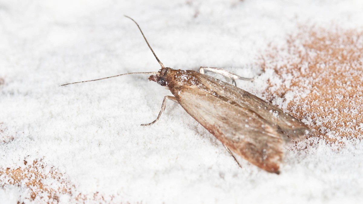 Teebeutel in den Schrank: Das unbekannte Mittel gegen Motten - image 2
