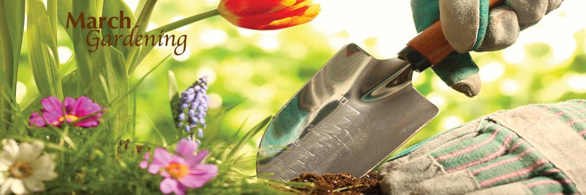 Was Gärtner im März pflanzen und warum Sie es kopieren sollten