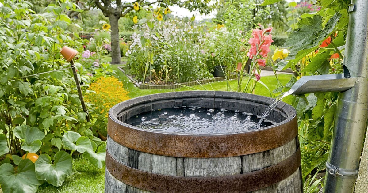 Was Gärtner wirklich über Regenwasser-Sammlung wissen - image 1