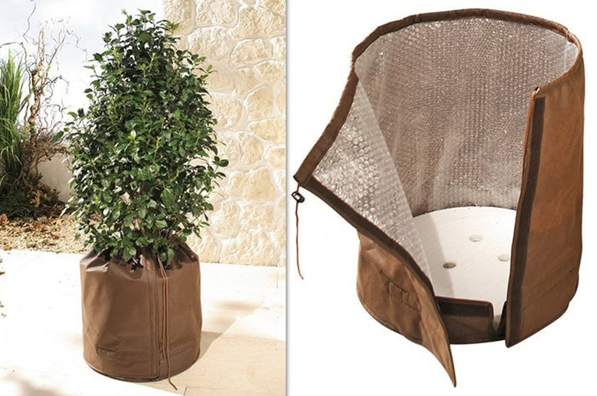 Zeitung unter die Topfpflanze: Der Trick, der Ihre Möbel rettet - image 1