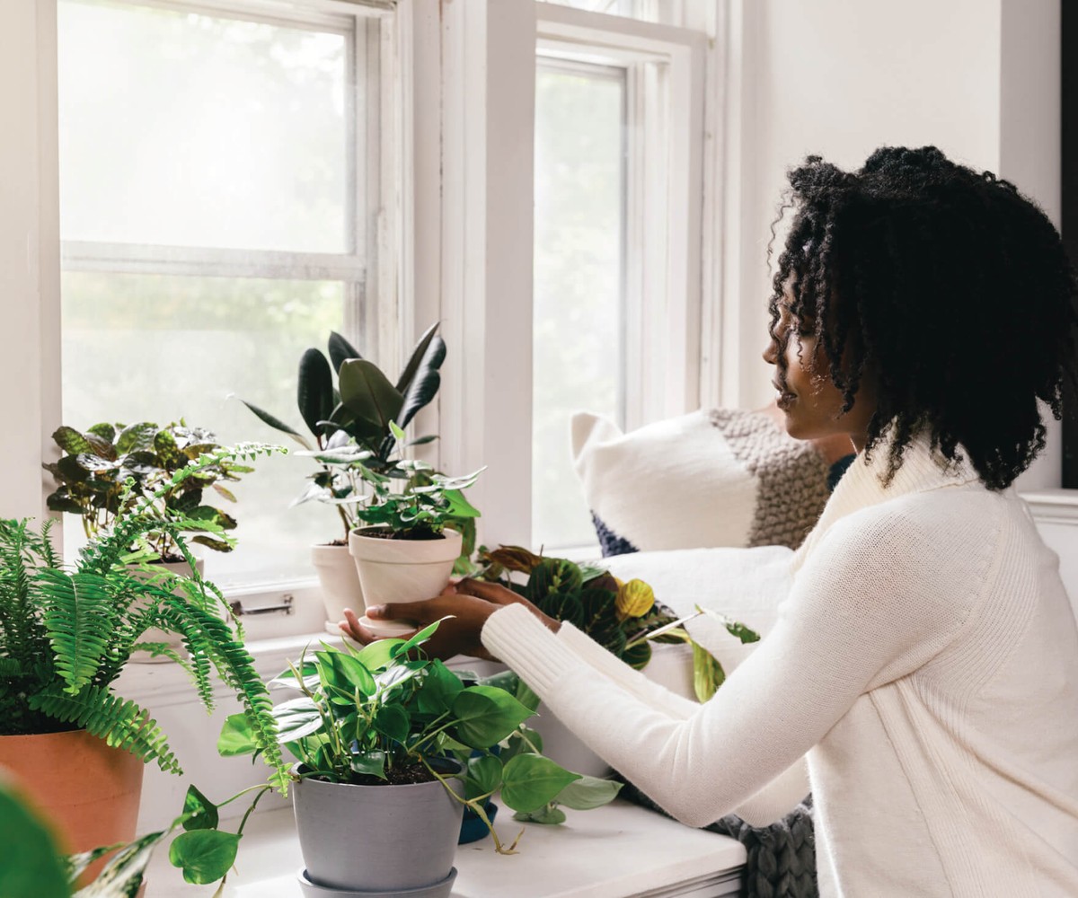 Zeitung unter die Topfpflanzen legen: Das Geheimnis gegen Staunässe - image 2