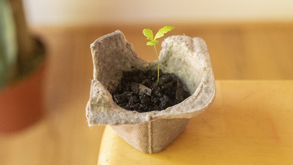 Eierkartons als Anzuchtbehälter: Der Gärtnertrick für kostenloses Saatgut