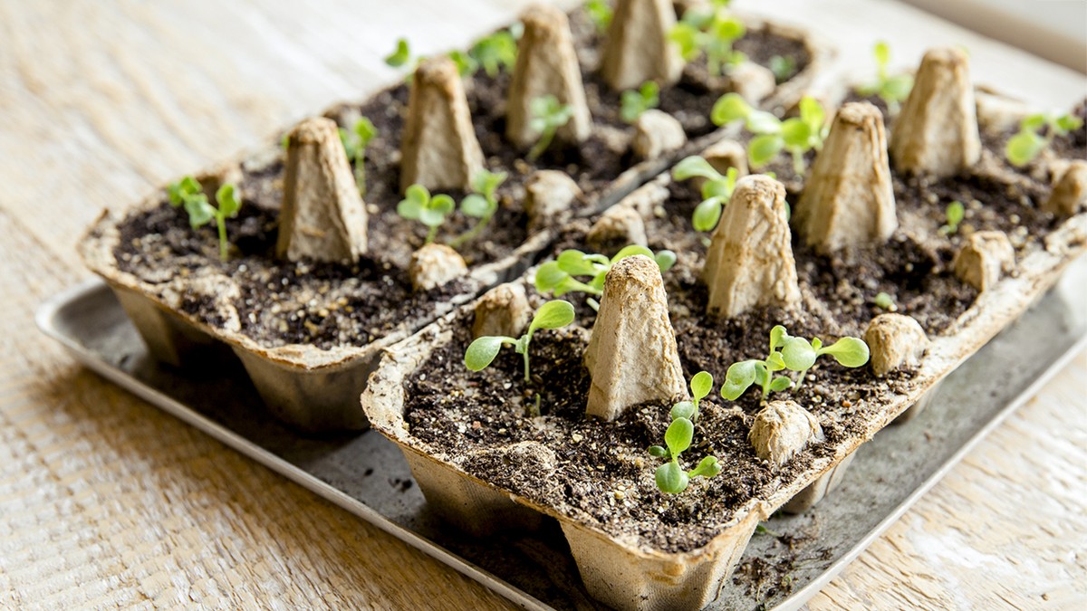 Eierkartons im Garten: So sparen Sie 40€ beim Dünger