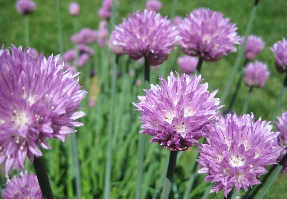 Essig im Blumenwasser – das Geheimnis für 3 Wochen frische Schnittblumen