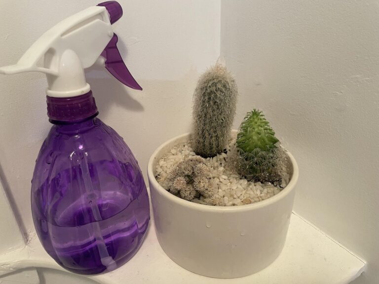 Essig in die Blumenerde – warum Pflanzen danach explodieren