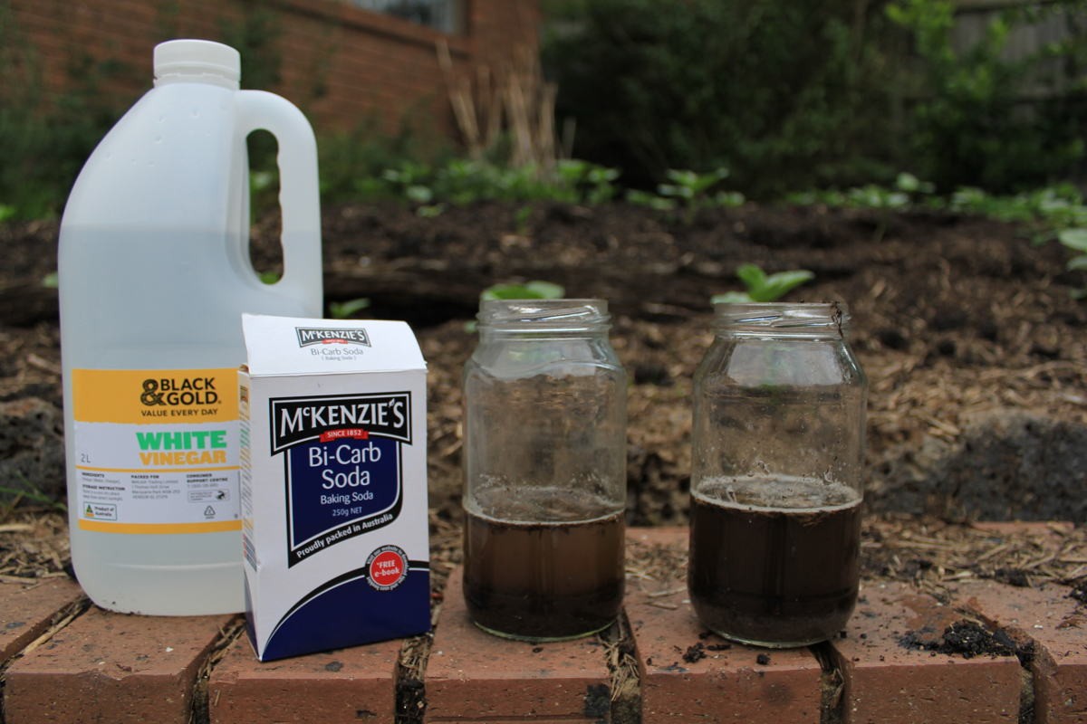 Essig in die Blumenerde – warum Pflanzen danach explodieren - image 2