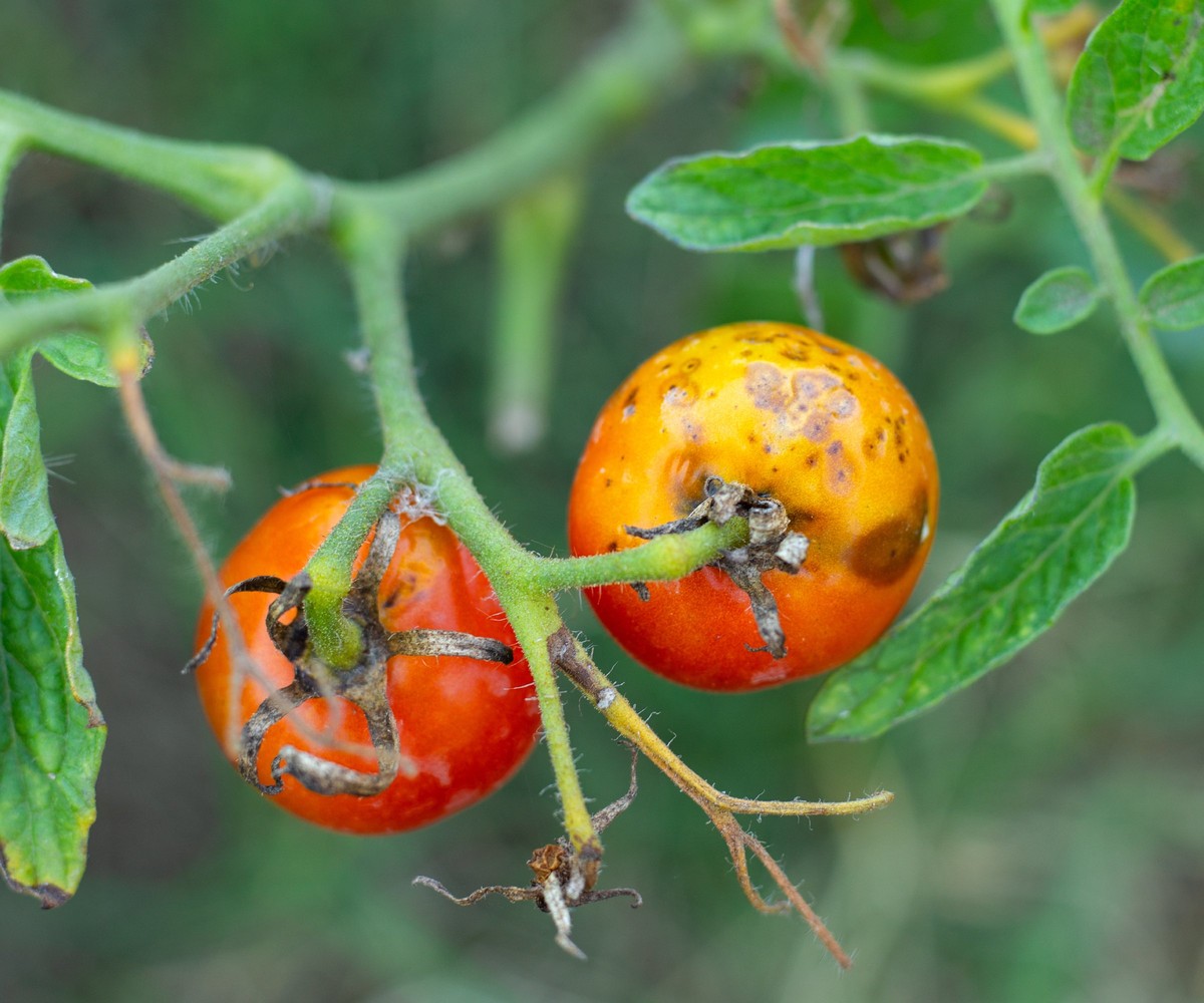 Gärtner verraten: Warum Sie Tomaten niemals nebeneinander pflanzen sollten - image 1