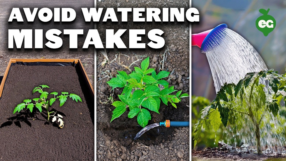 Gärtner verraten: Darum gießen Sie Ihre Pflanzen falsch - image 1